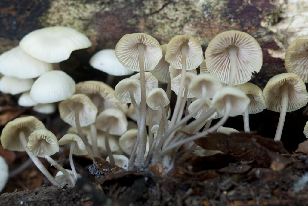 specie da determinare